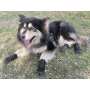 Dog Boots Waterproof Dog Shoes with Sturdy Anti-Slip Soles and Fleece Lining for Outdoor Activities