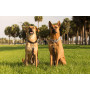 Padded Handle  Short Dog Leash Lead for Large Dogs