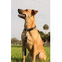 Padded Handle  Short Dog Leash Lead for Large Dogs