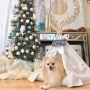Foldable Indoor Cat Dog Teepee Bed House Pet Cave Condo Portable Burrow Nest Washable Hideaway Dog Cat Tent with Cushion
