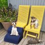 High Density Foam Pet Stairs 2 Tiers with Corduroy Cover