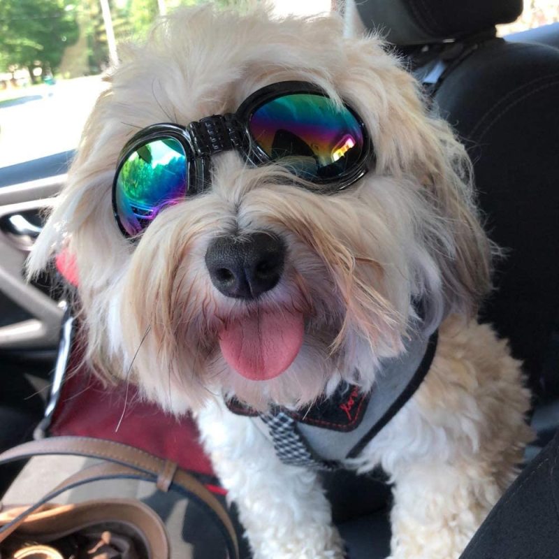 Travel Outdoor Pet Sunglasses Eye Wear Protection Waterproof for Dogs