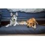 Orthopedic Bed For Dog Premium Cotton Virgin Wool Soft Cushion Pet Mattress Removable Washable Cover Indoor Durable Dog Bed