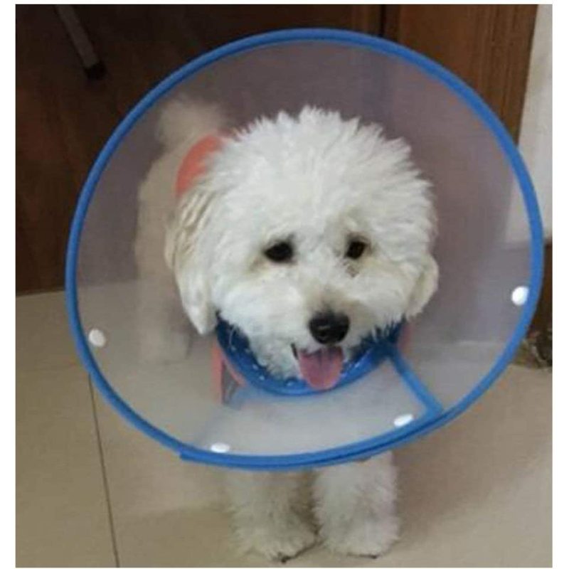Dots Design Soft Edge Plastic Cone Recovery for Small Dogs