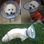 Dots Design Soft Edge Plastic Cone Recovery for Small Dogs