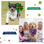 Sufficient quantity: you will receive 12 pieces festival dog bandanas in different festival themed patterns, sufficient quantity