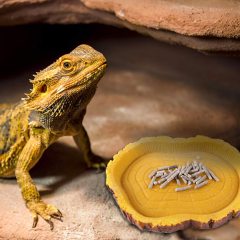 Reptile Water and Food Bowls Novelty Food Bowls