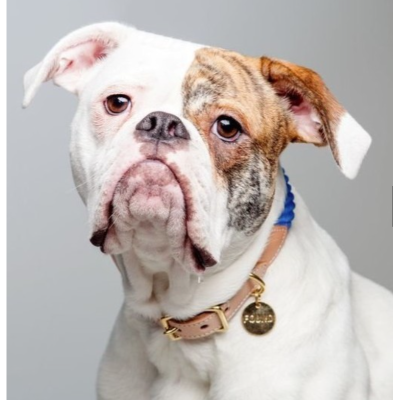Cotton Rope Dog Collar, with Adjustable Soft Leather Strap