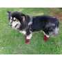 Waterproof Dog Shoes Adjustable Straps Dog Boots Rugged Anti-Slip Sole Paw Protectors for All Weather