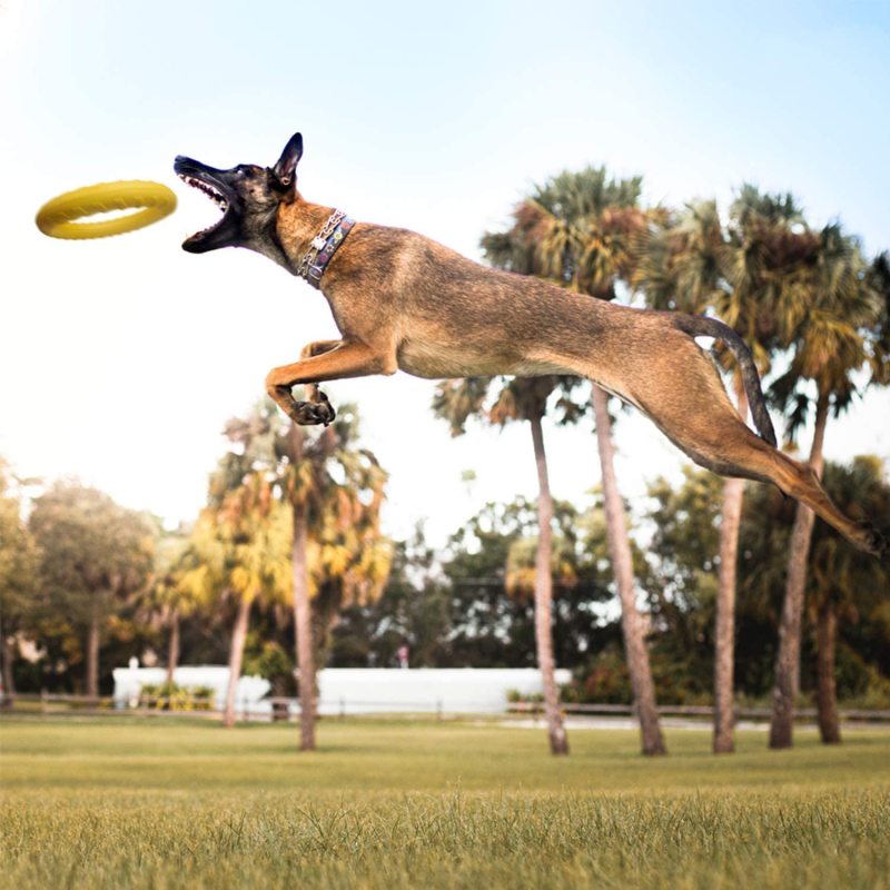 Indestructible Dog Toys Dog Chew Toy for Aggressive Chewers Flying Discs for Medium/Large Breeds Dog Training Ring,