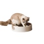 Refillable Cat Scratcher Cardboard & Bed for Indoor Cats, Scratching Lounge, Scratching Pad