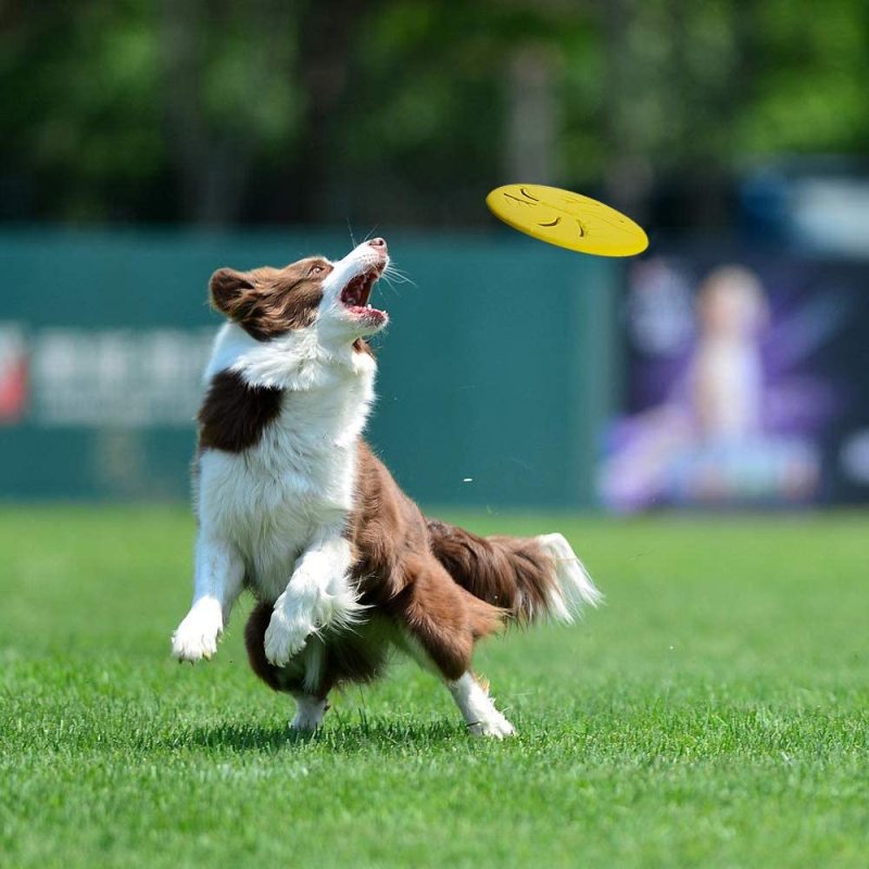 Soft Lightweight Dog Catch Flyer Toy Fetch Toys for Small Medium Dogs