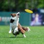 Soft Lightweight Dog Catch Flyer Toy Fetch Toys for Small Medium Dogs