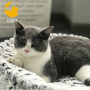 Ultra Soft Plush Round Dog Bed for Small Dogs Machine Washable Cat Memory Foam Bed For Indoor Cats Puppy Pet Calming Bed