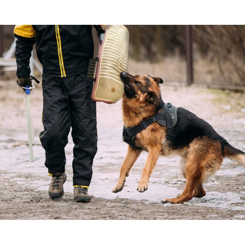 Professional  Dog Bite Training  Easy Training Protection For Pitbull