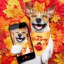 Halloween Dog Bandanas Thanksgiving Christmas Patriotic Holidays Pets Accessories for Small Medium Large Si