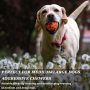 Dog Balls Toys for Aggressive Chewers,Durable Bouncy Dog Ball,Lightweight&Floating,Fetch Toys for Large Medium Dogs to Fetch,