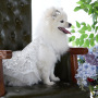 Dog Lace Wedding Dress Tutu Skirt Puppy Cat Floral Princess Dress Pet Birthday Party Costume for Spring Summer