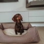 Waterproof Dog Bed Medium Foam Sofa with Removable Washable Cover
