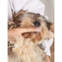 Portable Dog Finger Toothbrush With Cute and Useful For Pet To Clean the Teeth