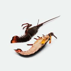 NSW Eastern Rock Lobster Raw - 900g