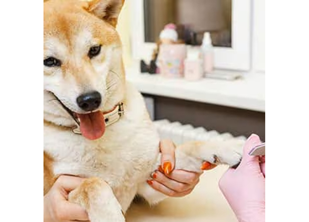 What Are the Benefits of Trimming Your Pet's Nails?