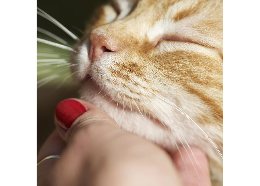 ¿A los gatos les gusta que los acaricien?