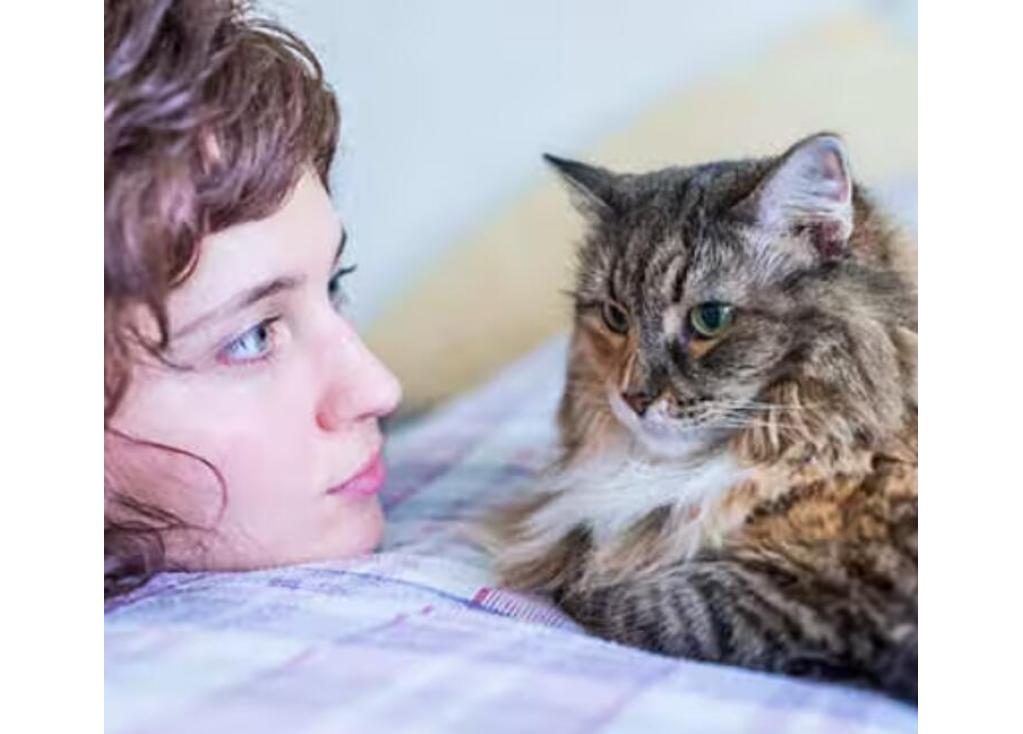 ¿Cómo pueden los dueños vivir en armonía con sus mascotas?