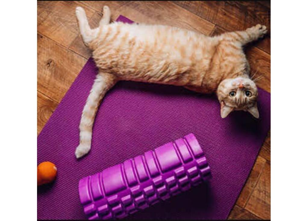 5 conseils pour aider votre chat à faire de l'exercice en hiver