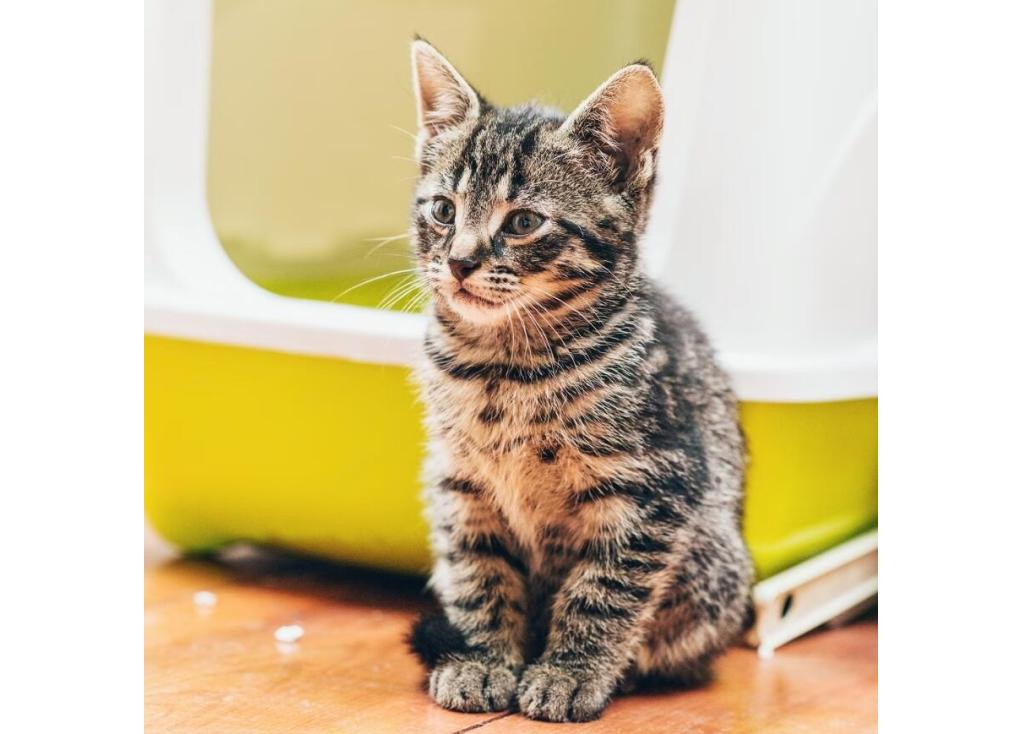 Entrenar a tu gatito para usar la caja de arena