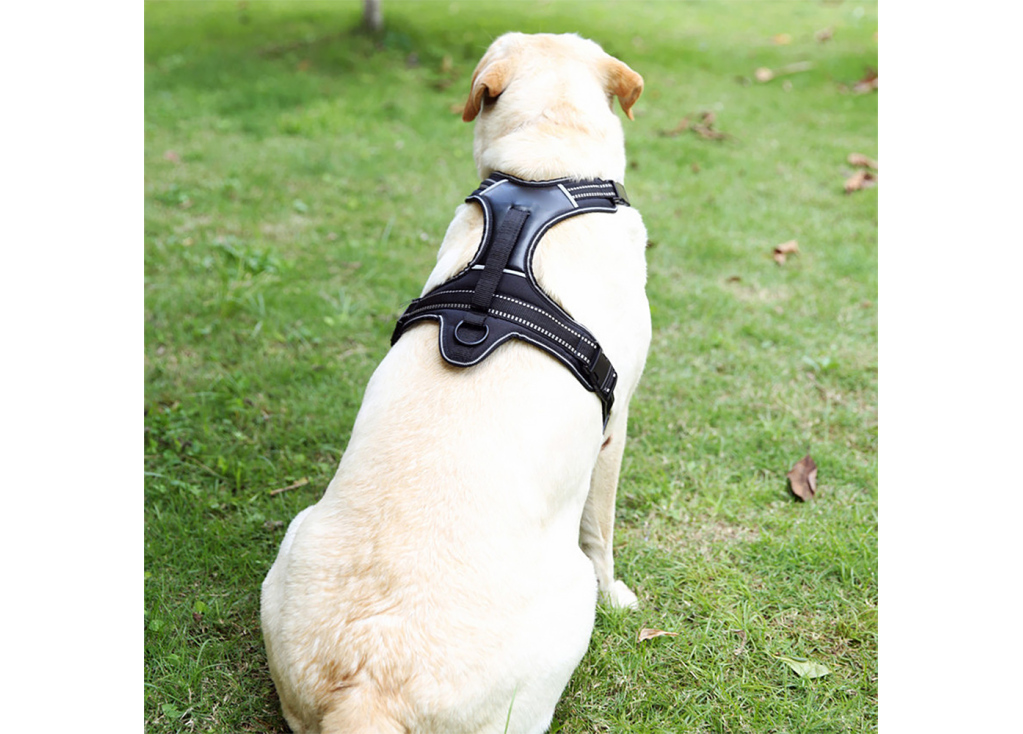 When you should use a dog harness