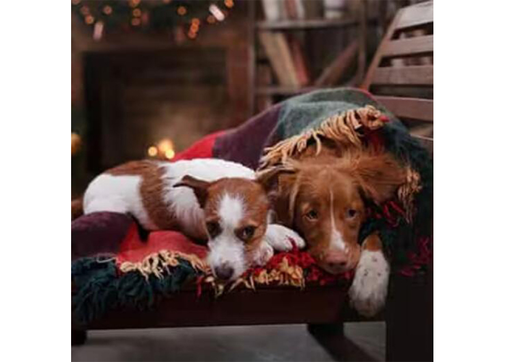 Reducing Holiday Party Stress for Your Dog