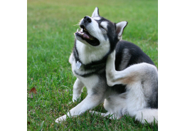 7 consejos cotidianos para la salud del perro