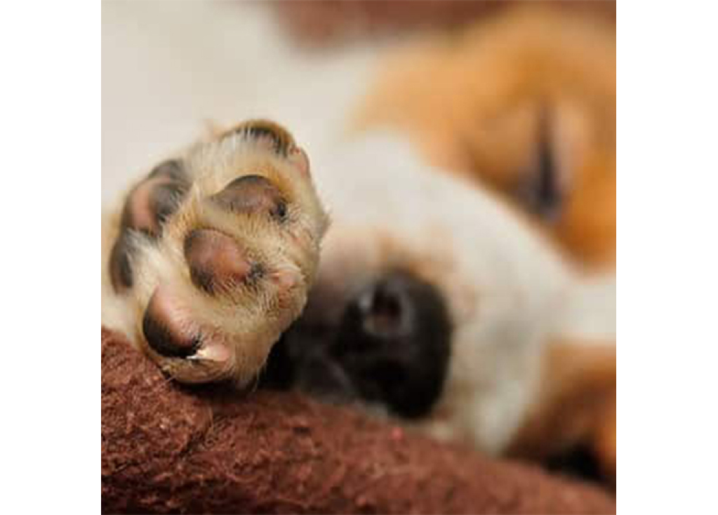 Cleaning Your Dog's Paws: Tips for Success