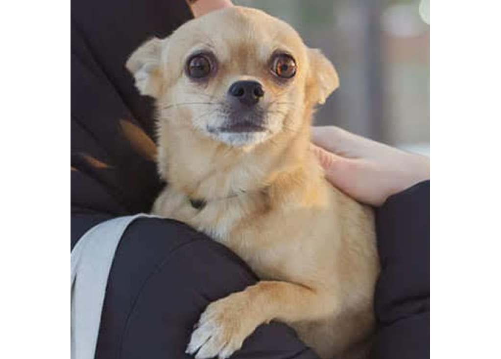 Tips on How to Keep Your Dog's Coat Healthy