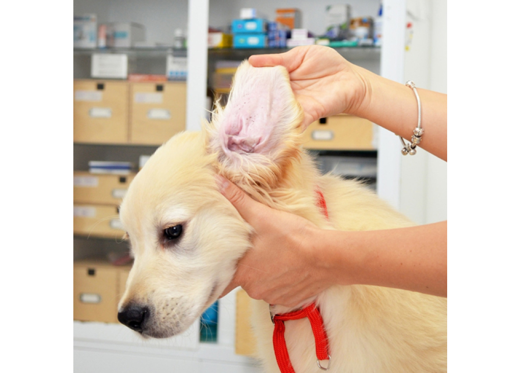 How to Clean Dog Ears