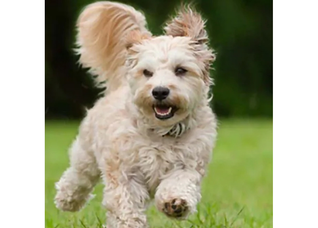 Assessing the Proper Nutrition Your Adult Dog Needs