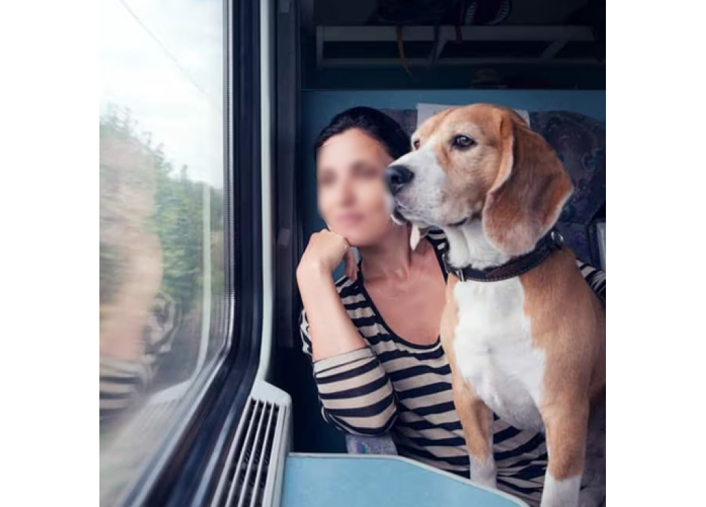 Dogs on Public Transportation: Commuter Tips for Buses & Trains