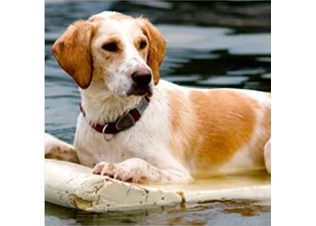 Summer Activities to Keep Your Dog Safe & Active