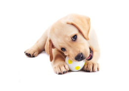 Helpful Tips for a Teething Puppy