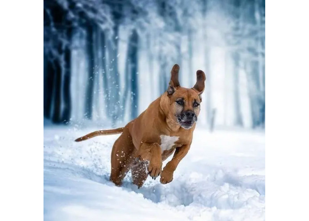 How Cold Is Too Cold for Dogs, Exactly?