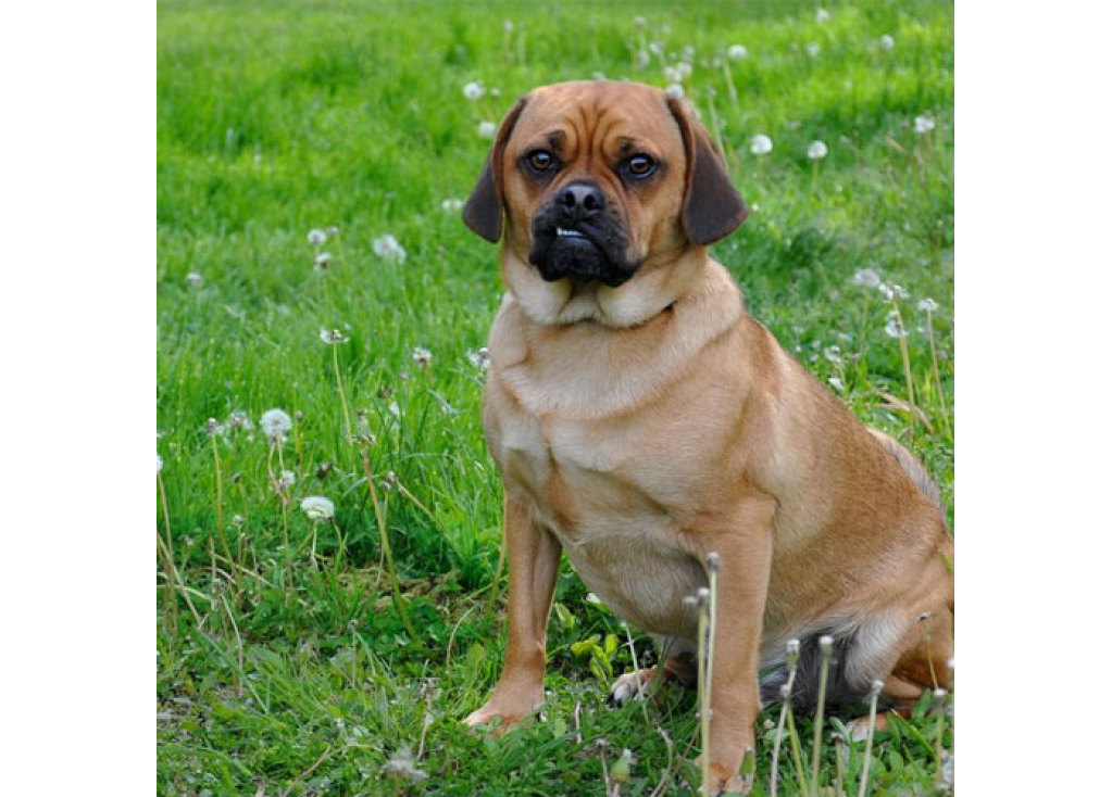 What Causes Skin Tags on Dogs?