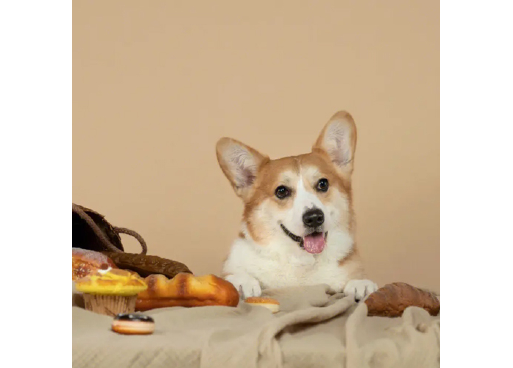 Утомляют ли нюхательные коврики собак?