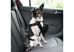 Safety Tips for Dogs & Open Car Windows