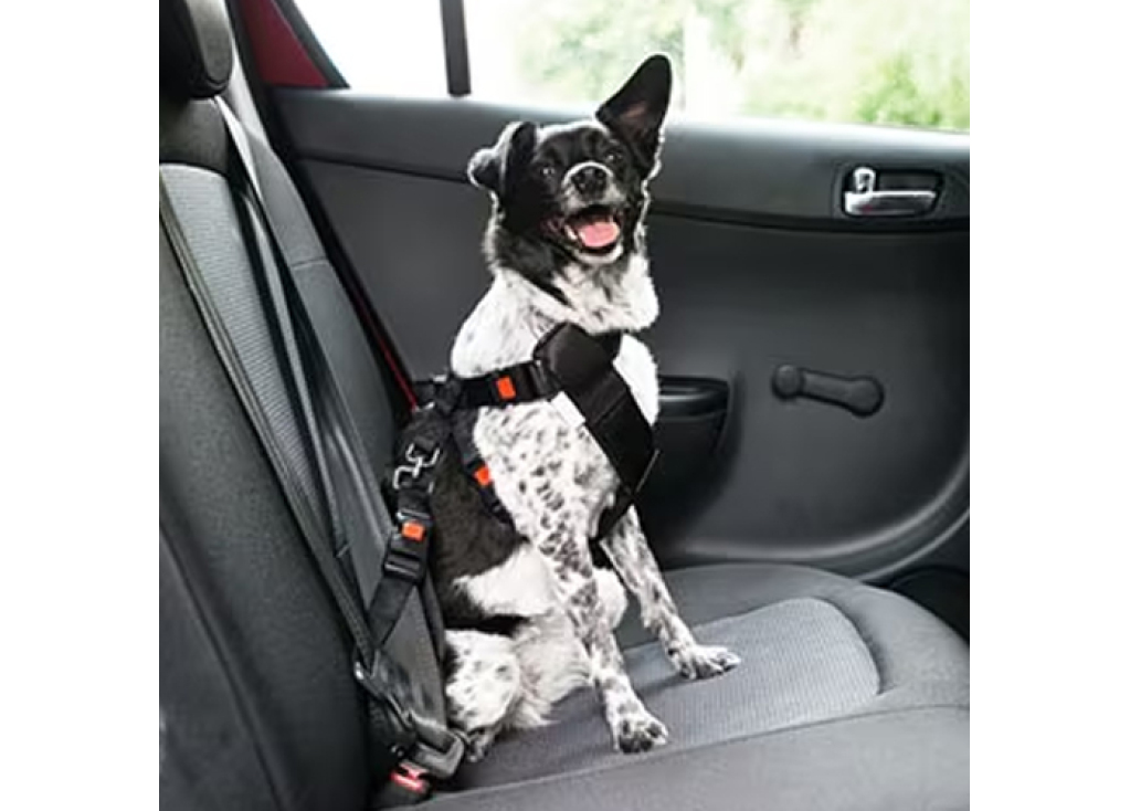 Safety Tips for Dogs & Open Car Windows