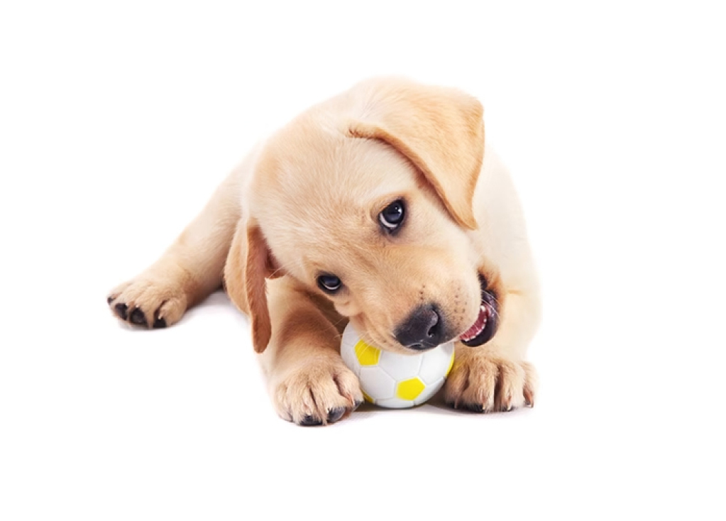 Helpful Tips for a Teething Puppy