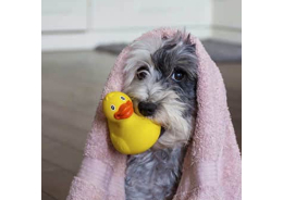 How to Bathe a Dog Who Hates Baths