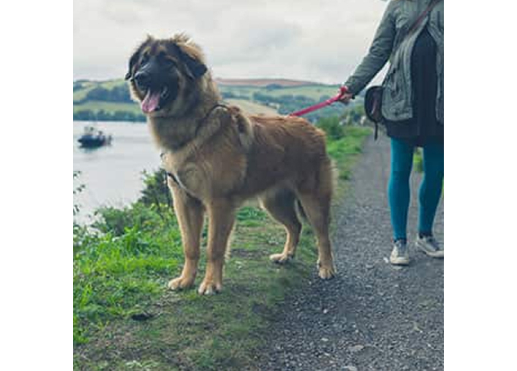 What Gear Is Best for Walking Big Dogs?