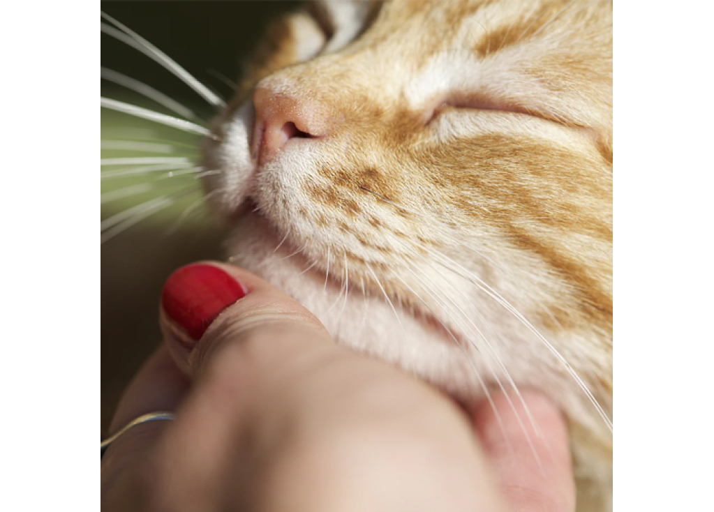 Do Cats Like to Be Petted?