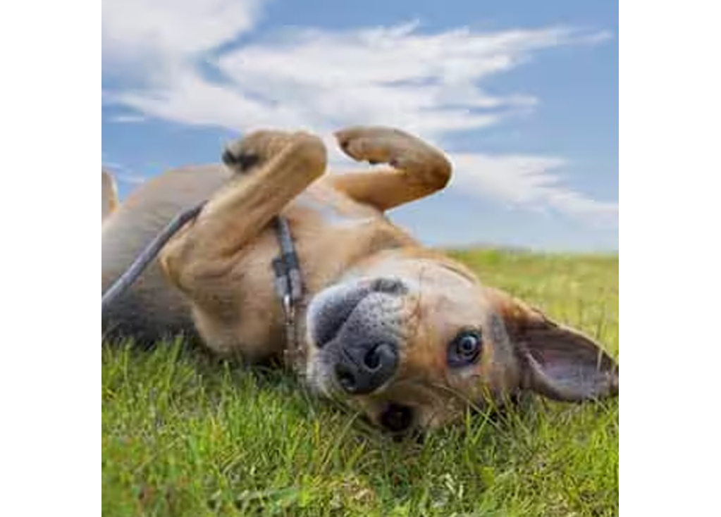 How to Tell If Your Dog Has Fleas